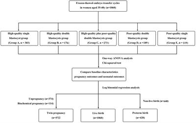 Comparison of frozen-thaw blastocyst transfer strategies in women aged 35–40 years: a retrospective study